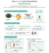 画像2: お茶のちから　抗ウイルスウォーター　200ml 3本 (2)